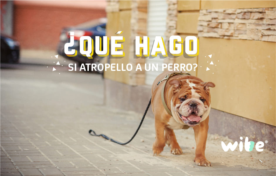 qué hago si atropello a un perro, ¿el seguro cubre el atropello de un perro?, ¿qué debo hacer si atropello a una mascota?