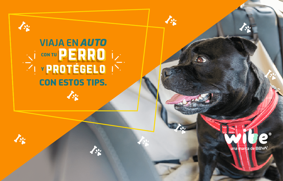 tips de seguridad para viajar con tu perro en coche, consejos para viajar seguro con tu perro en el auto, viajar por carretera con tu perro, cómo llevar a tu mascota segura en auto, consejos para viajar con tu perro en coche